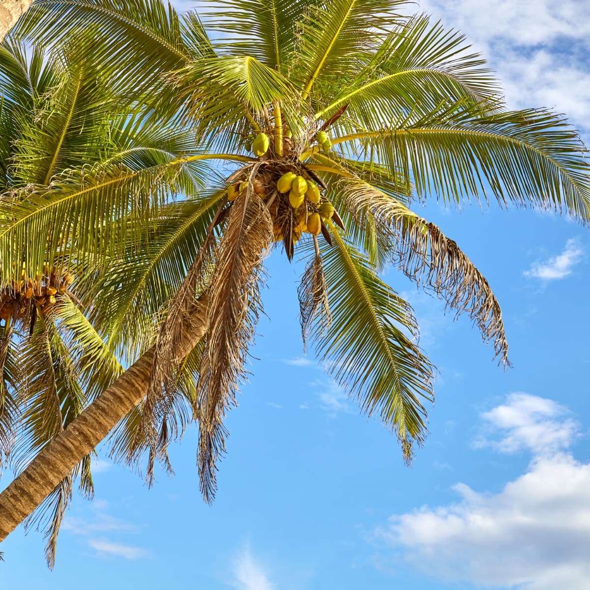 Photo of coconuts in a palm tree